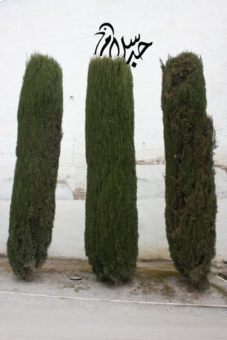 la paix